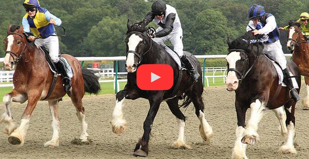 The Shire Horse Charge at Lingfield