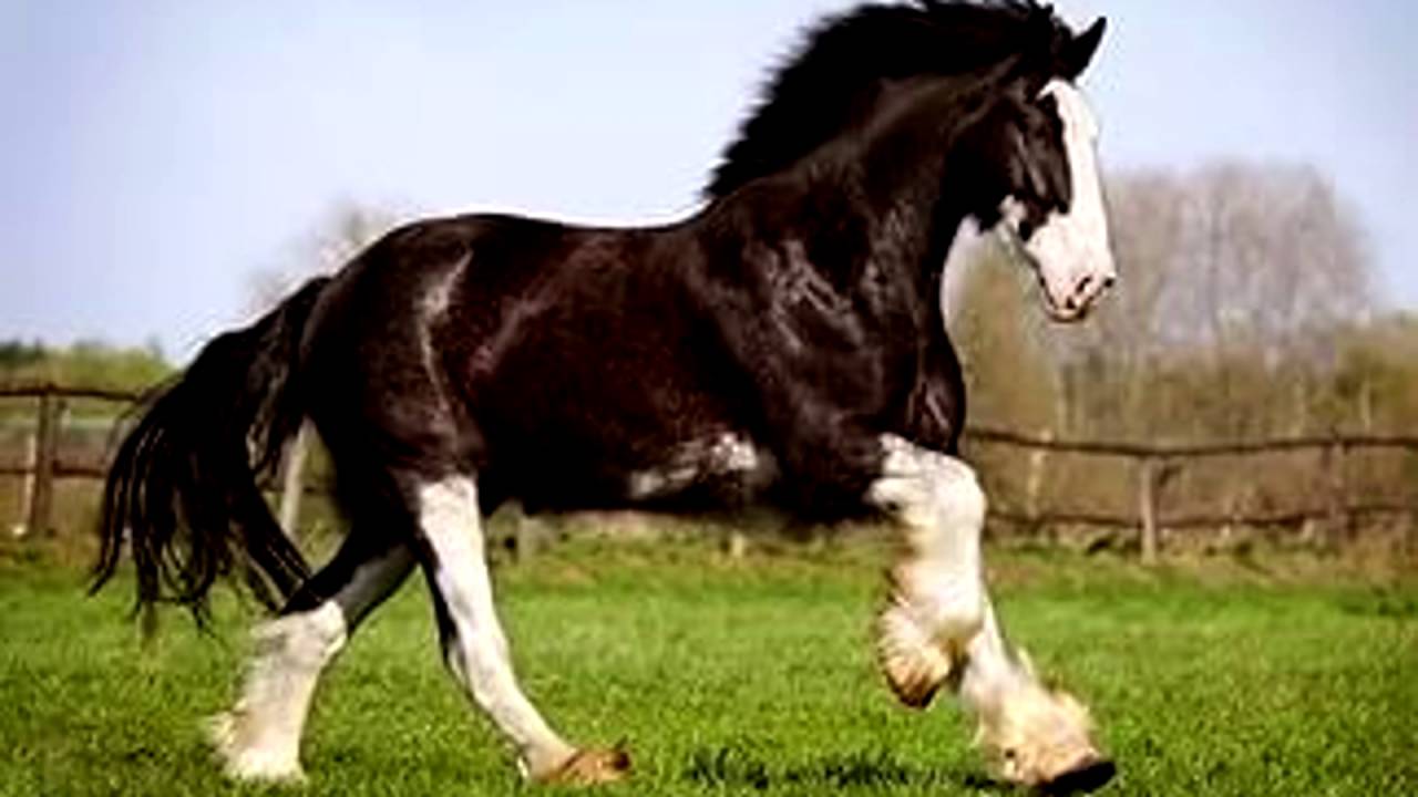 Shire Horses