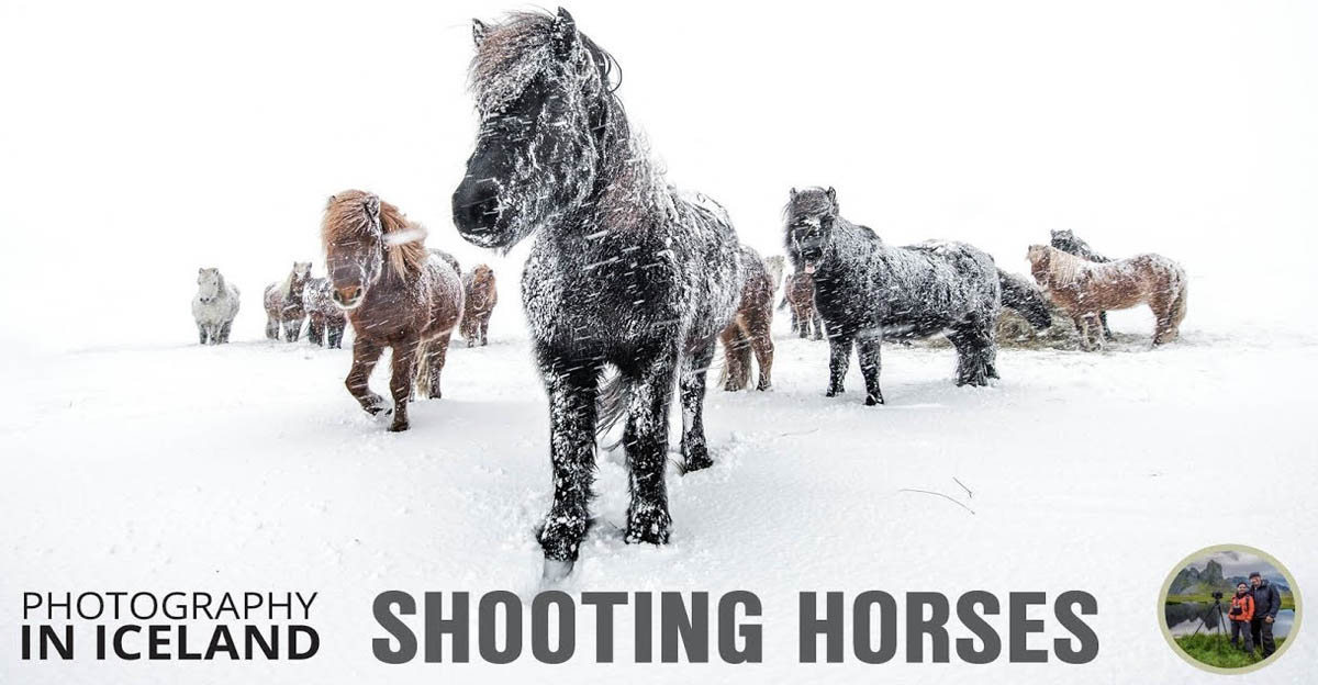 Shooting horses in a snowstorm - Photography in Iceland