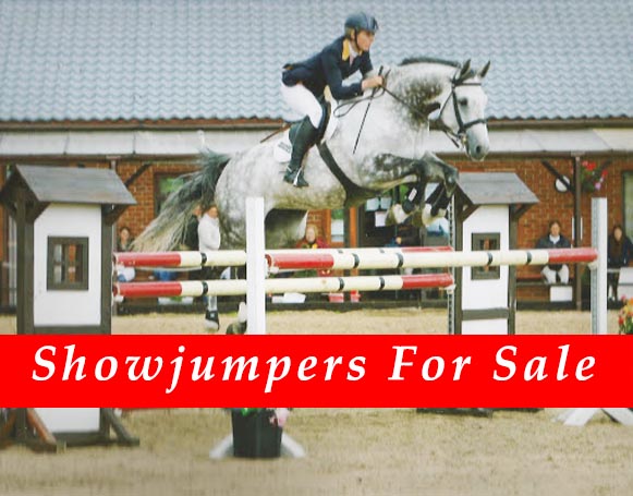 Showjumping Horses