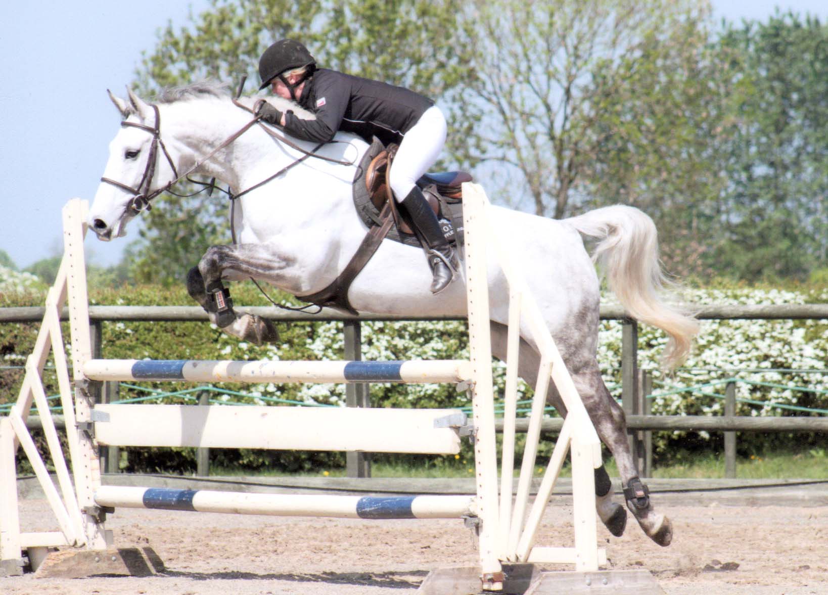 Eighteen Showjumper