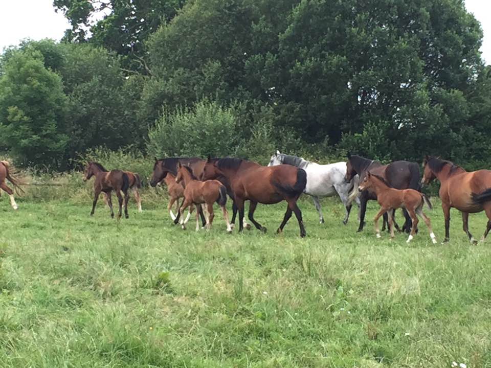 Showjumping Broodmares For Sale