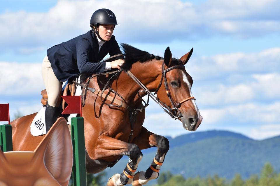 Showjumping Horses Past and Present