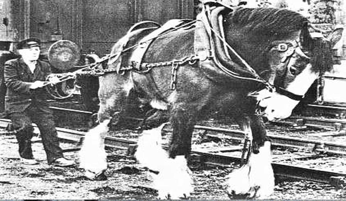 Shunting Horse Of The British Railways