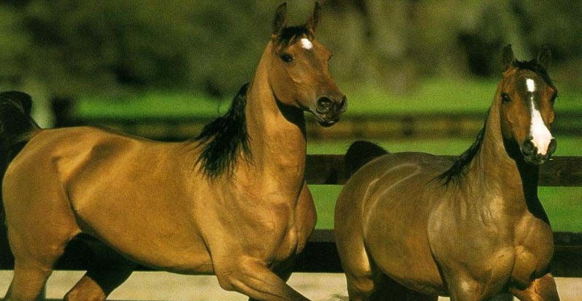 Siciliano Indigeno Horses