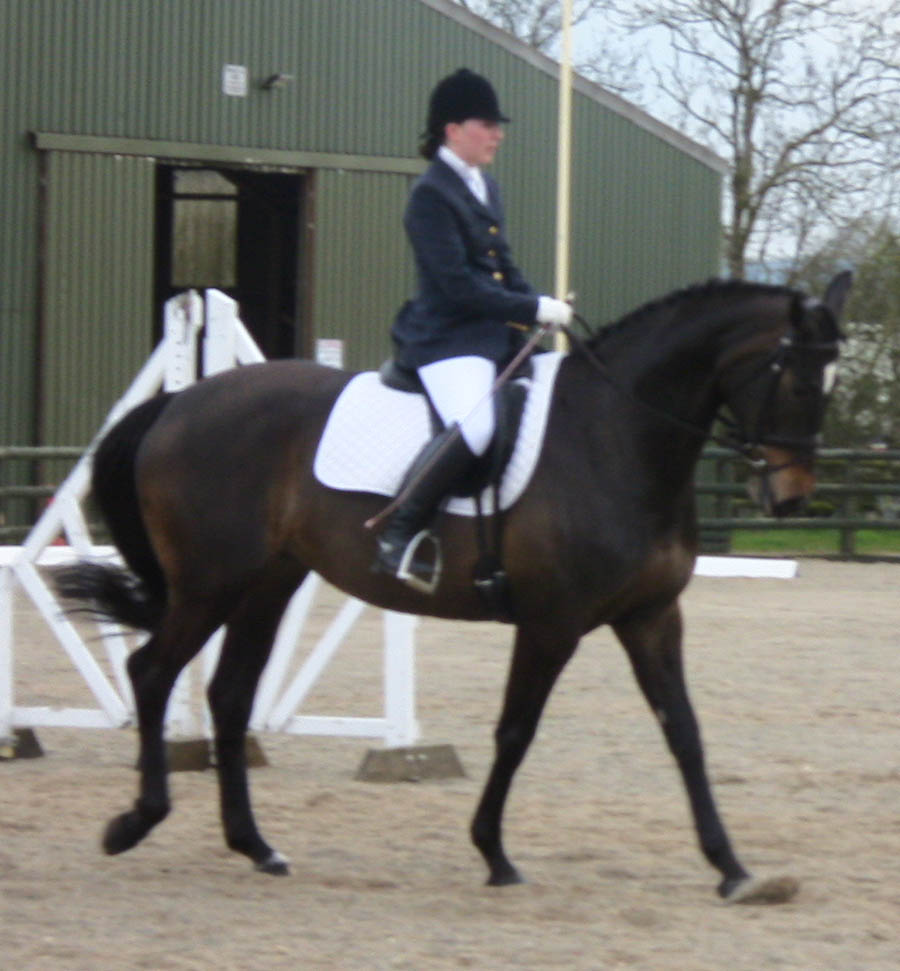 Dressage Horses For Sale