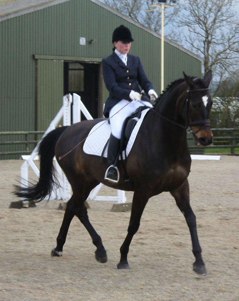 Dressage Horses For Sale