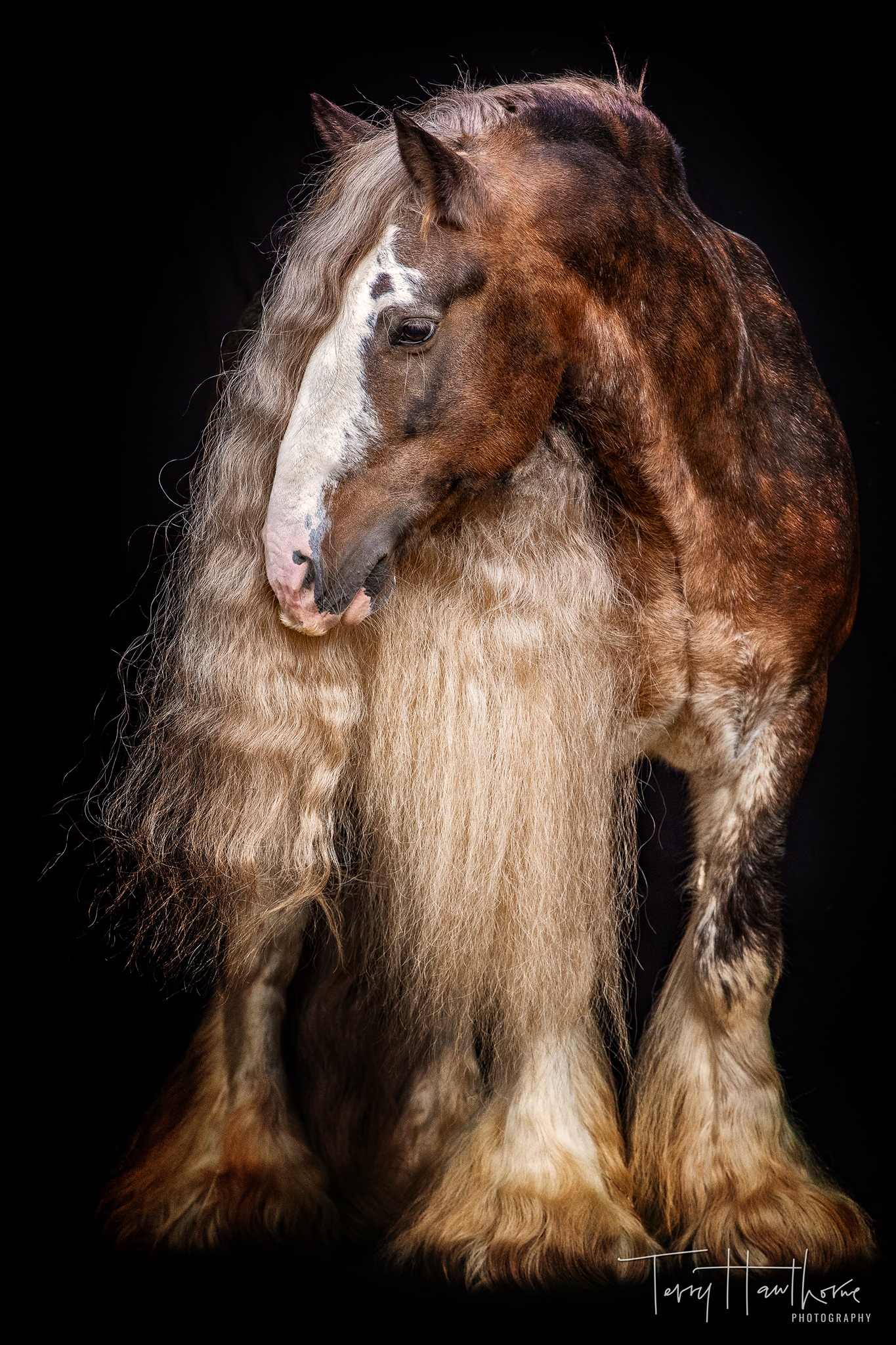 Silver Bullet - Fabulous Purebred Gypsy Vanner Stallion