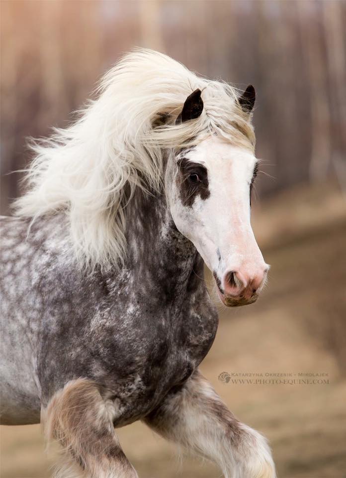 Black Silver Dapple Gypsy Cob Mare