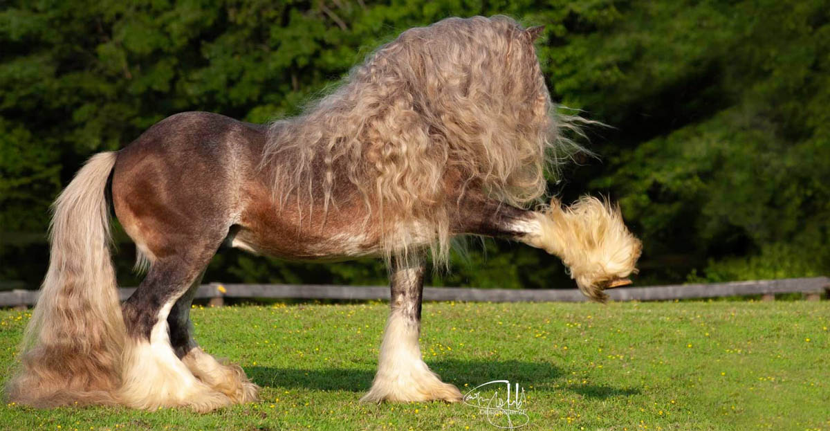 Silver Bullet - Fabulous Purebred Gypsy Vanner Stallion