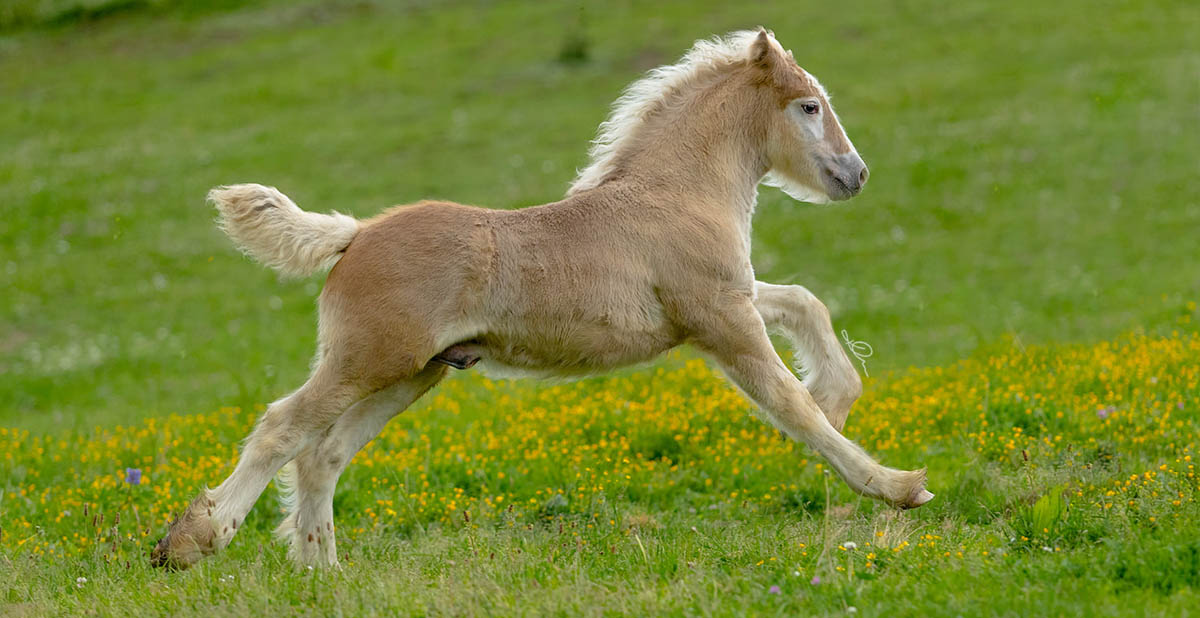 Podolin Enchanting Riyon - Silver Colt Gypsy Foal