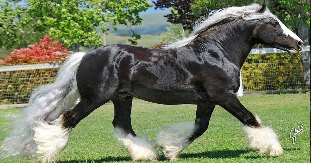 Silver Dapple Gypsy Cob Stallion, St. Clarins - Cielo Celeste Farm