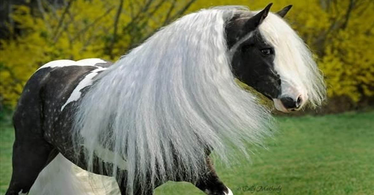 Silver Dapple Gypsy Vanner Horses