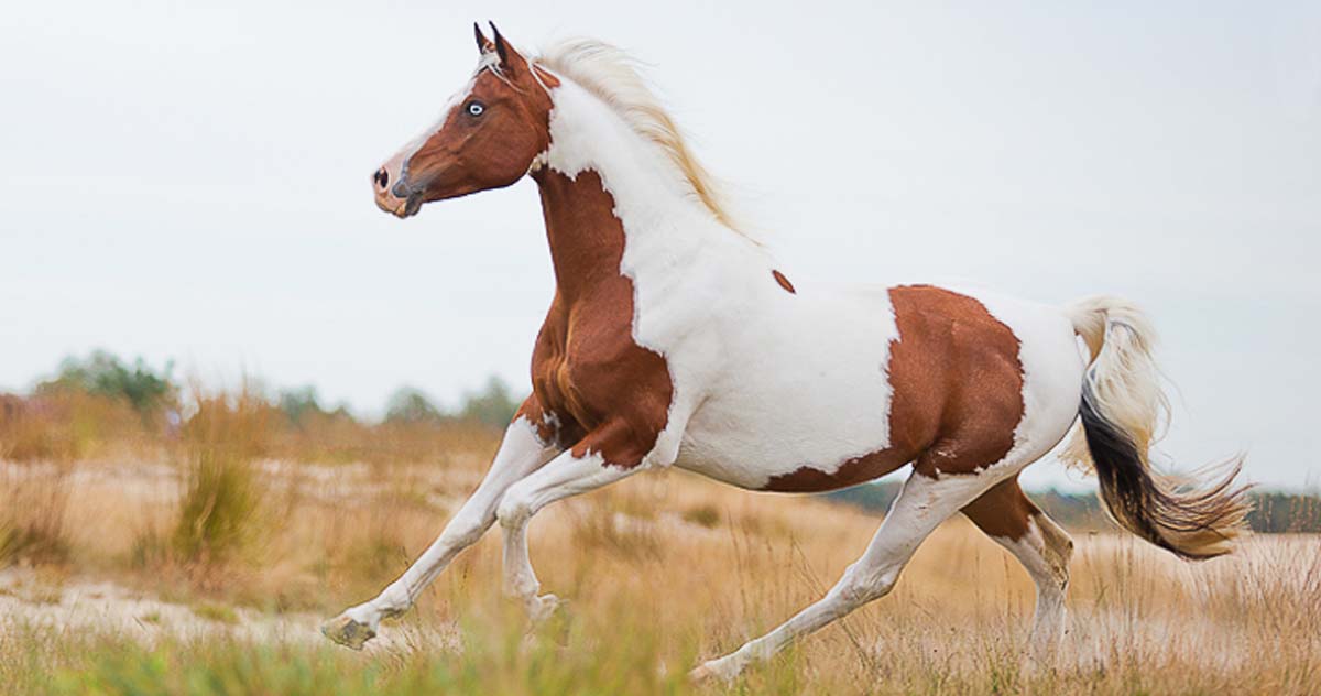 Equestrian Horse Photography @Silver Emotion