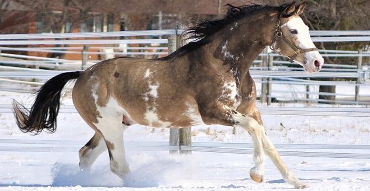 Simba Twist - Buckskin Pinto Thoroughbred Stallion