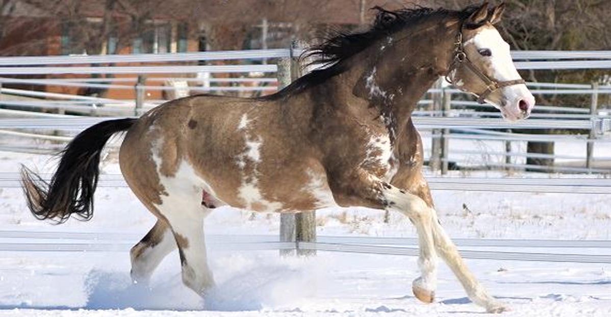 Simba Twist - Buckskin Pinto Thoroughbred Stallion