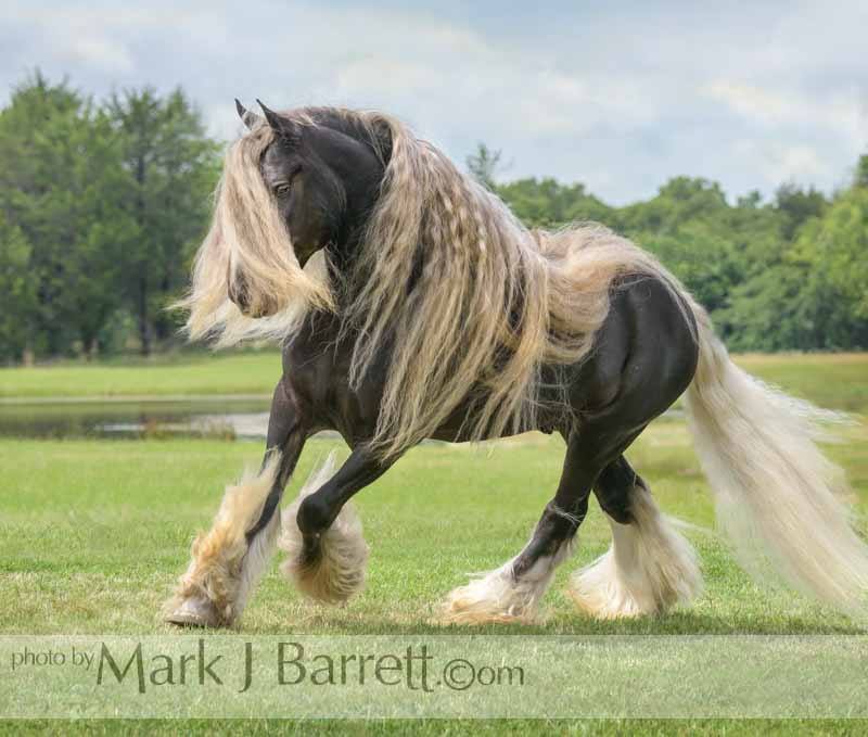 Sir Royal Gold - Gypsy Vanner Stallion
