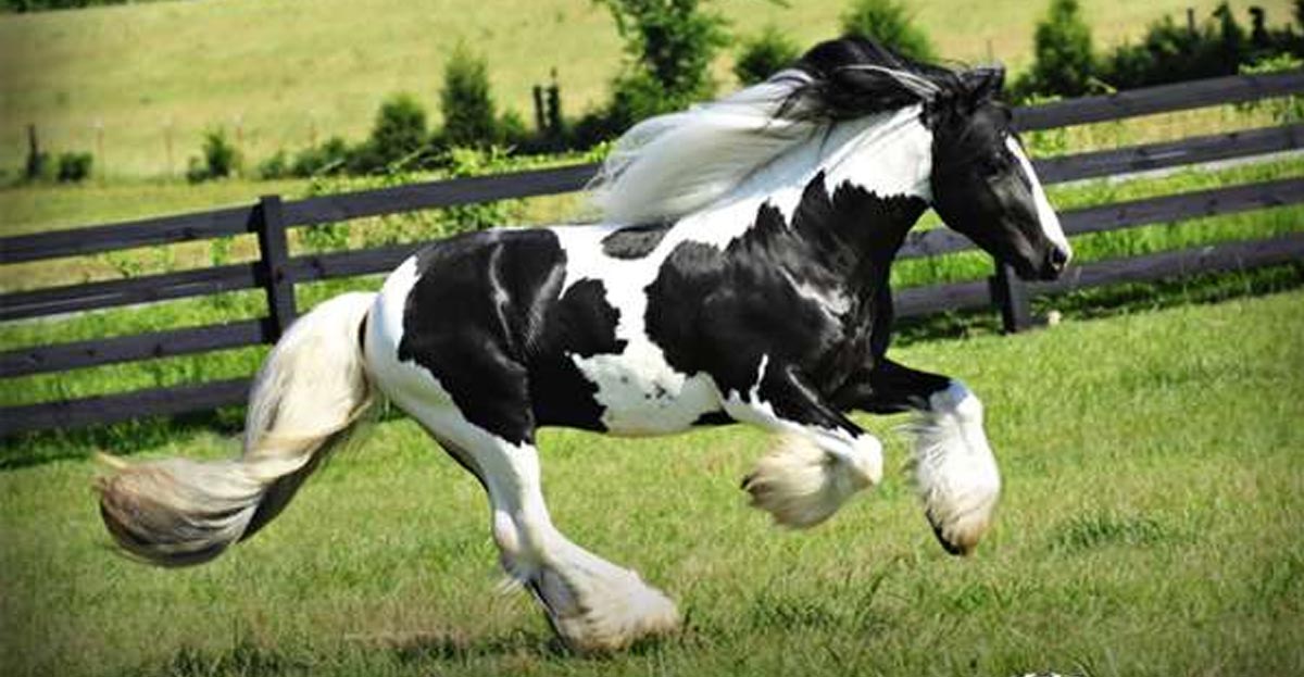 Skewbald and Piebald Horses - King Richard - Gypsy Vanner Piebald Horse
