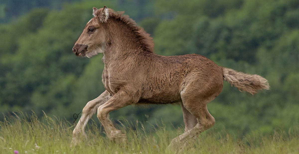 Podolin Elusive Molokini - Smokey Silver Cob Foal