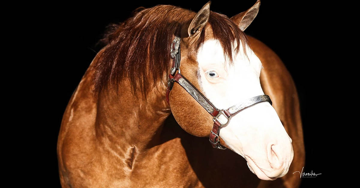 Smoking Sixcess - American Quarter Horse Red Dun Stallion / Shining Grulla Horse, Texas