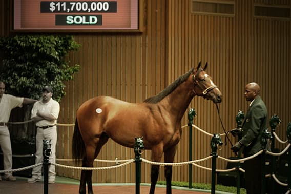 Most Expensive Horses Bought & Sold
