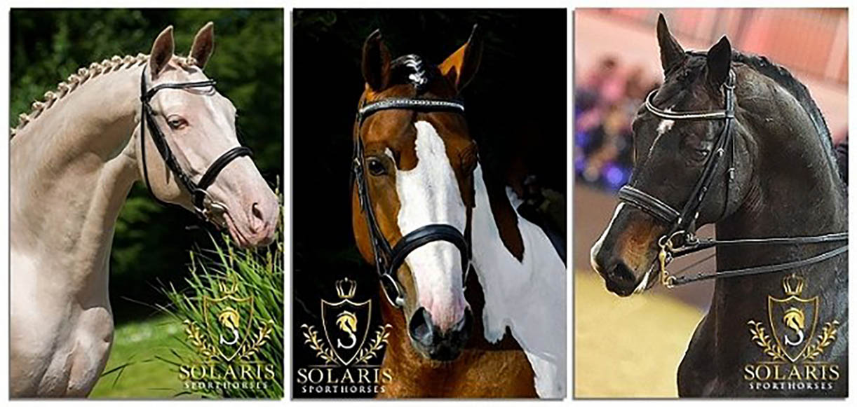 Solaris Sport Horses, Scotland