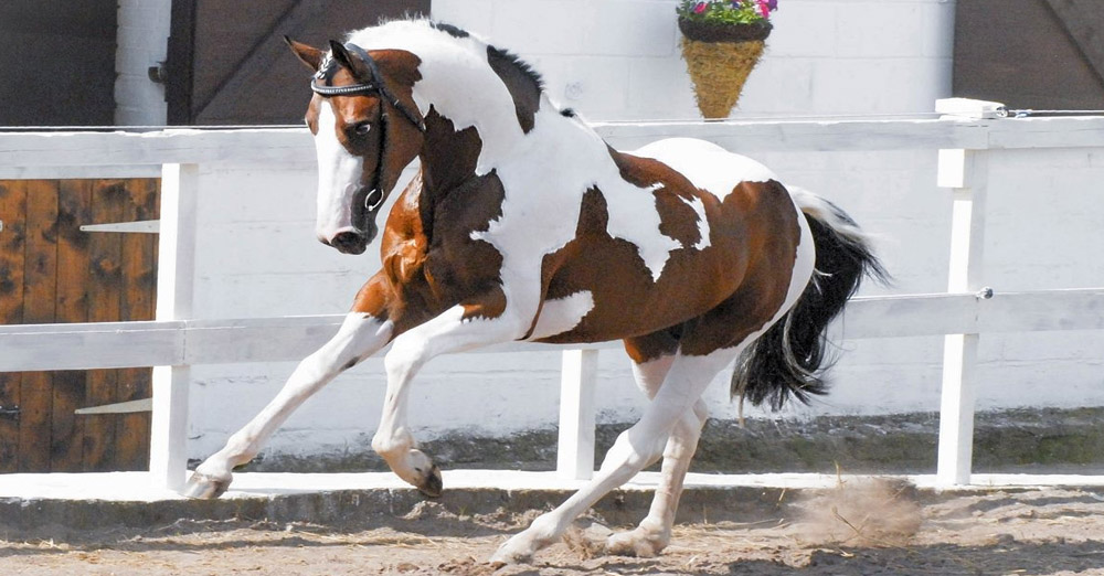 Homozygous Dutch Warmblood Tobiano Stallion At Stud - Solaris Buenno - Coloured Stallion