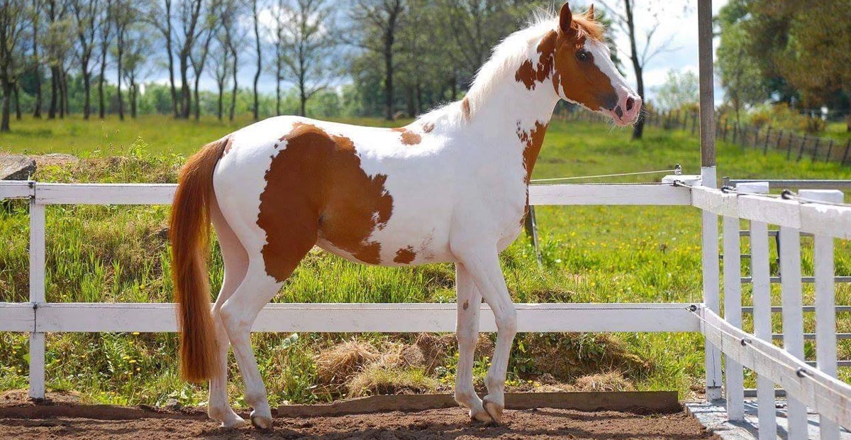 Solaris Fabianna (Chestnut Tobiano Warmblood) @Solaris Sport Horses, Scotland