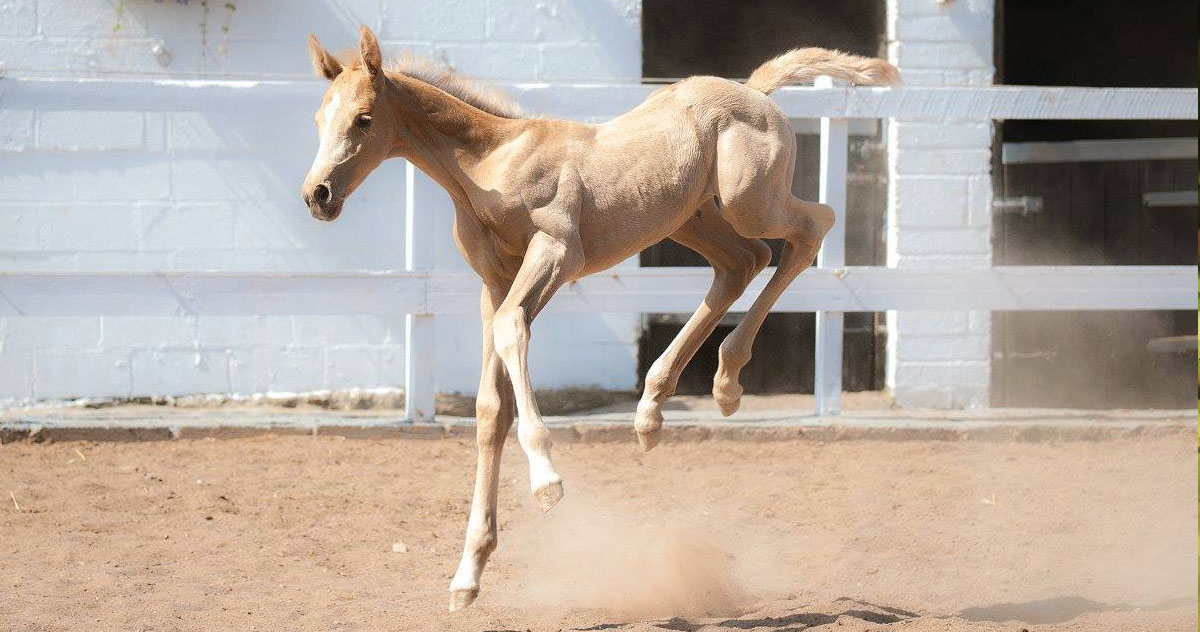 Homebred Foals From Solaris Stud