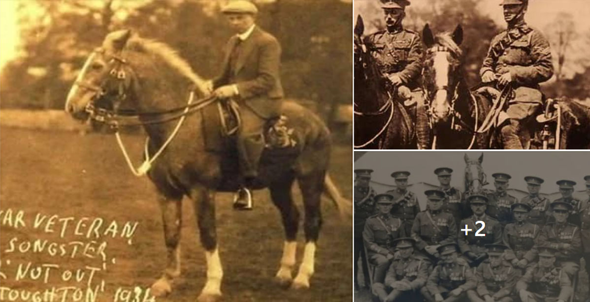 Songster - one of the oldest and most decorated horses of World War One
