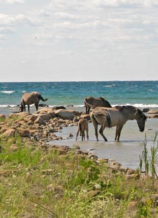 Exploring the Mystique of Sorraia Mustang Horses