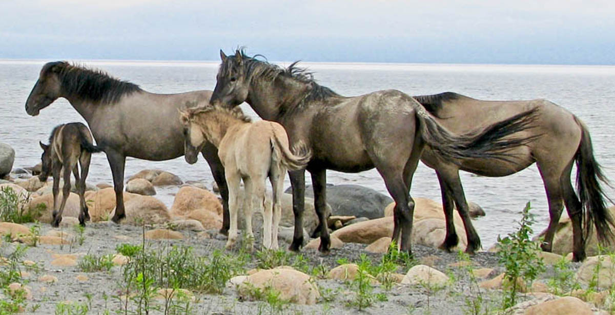 Exploring the Mystique of Sorraia Mustang Horses
