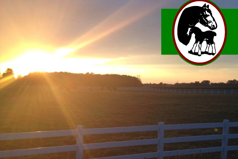 Southridge Clydesdales