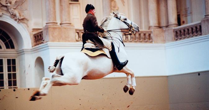 Lusitano Stallions of the Spanish Riding School