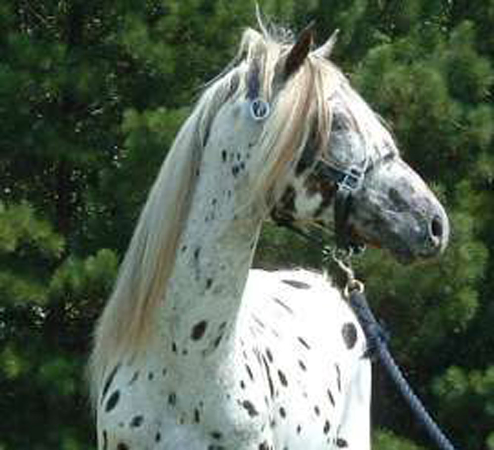Spanish Jennet Horse