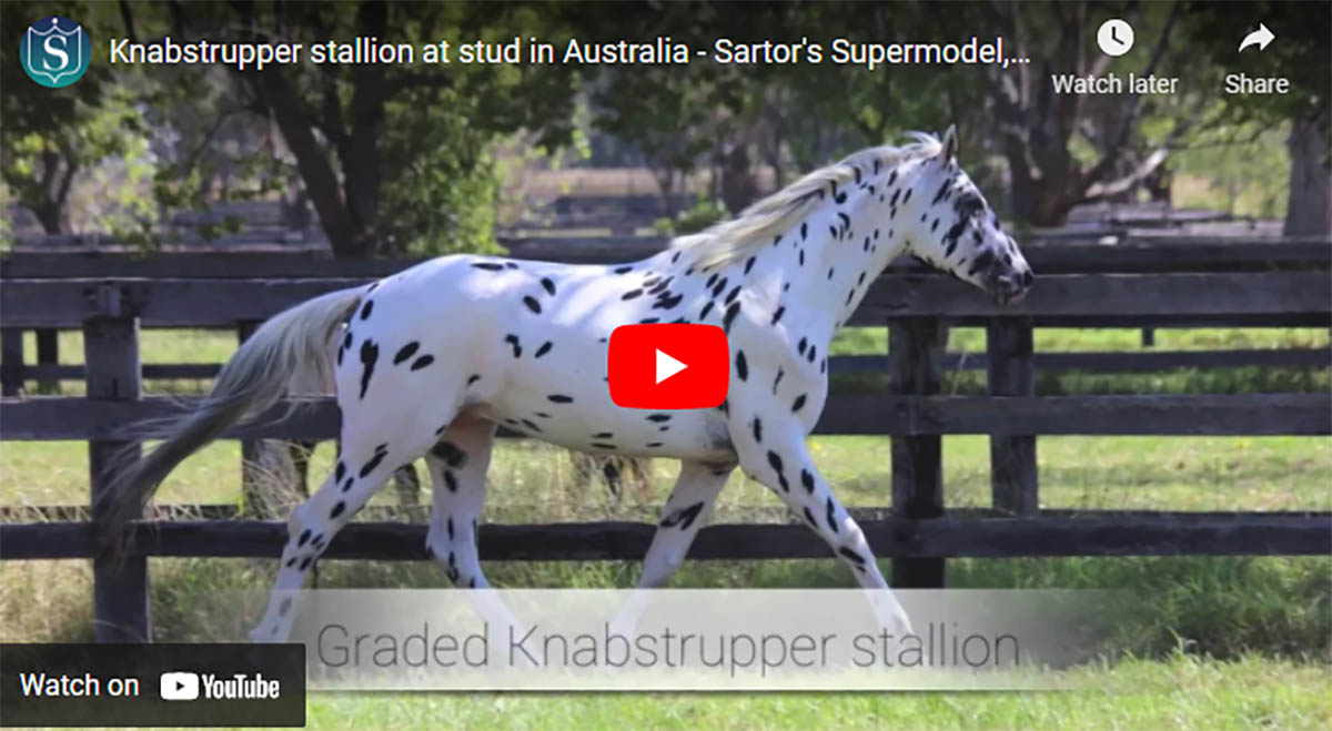 Sparkling Acres Stud, New Zealand - Appaloosa / Sportaloosa Stallions at Stud
