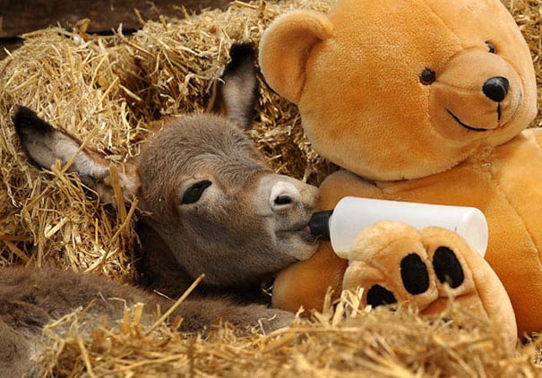 Sparky, A Week Old Miniature Donkey Rejected By His Mother