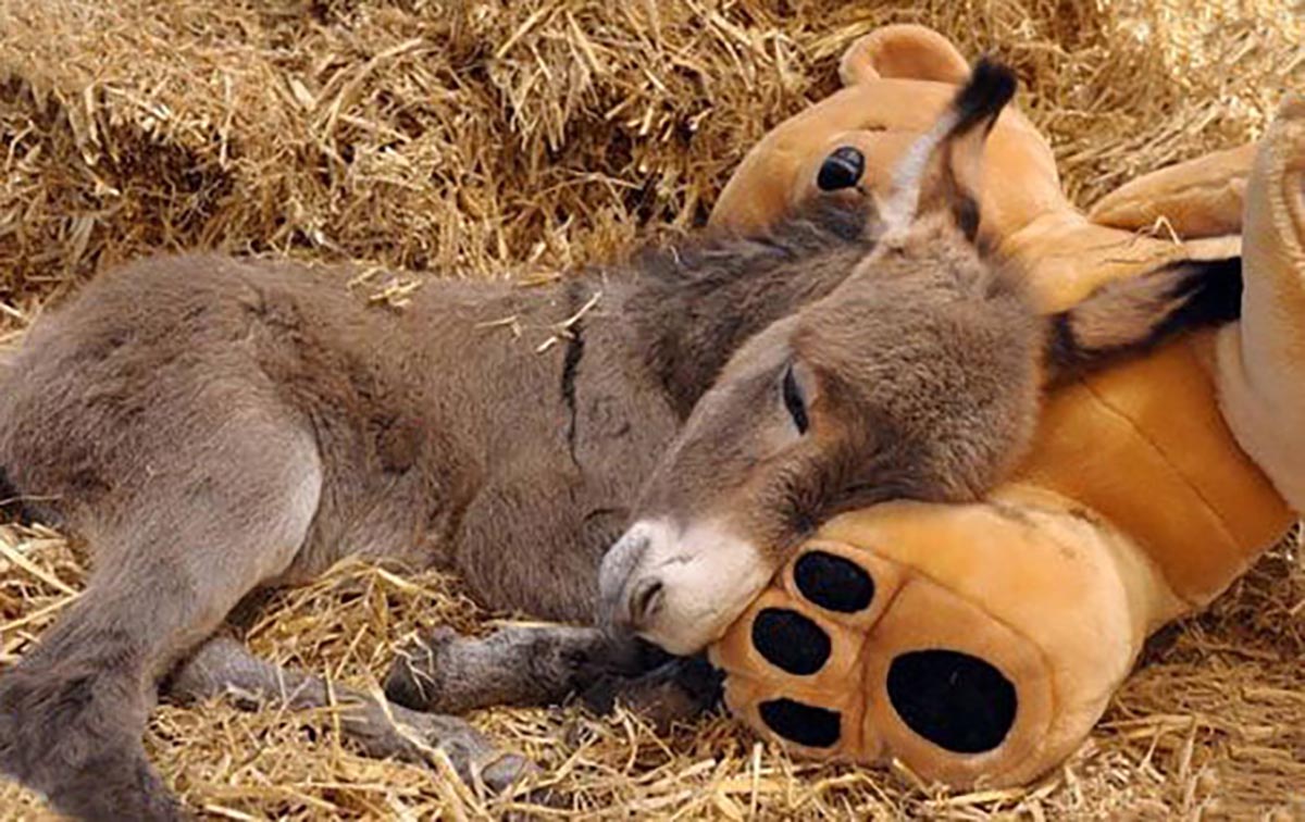 Sparky, A Week Old Miniature Donkey Rejected By His Mother