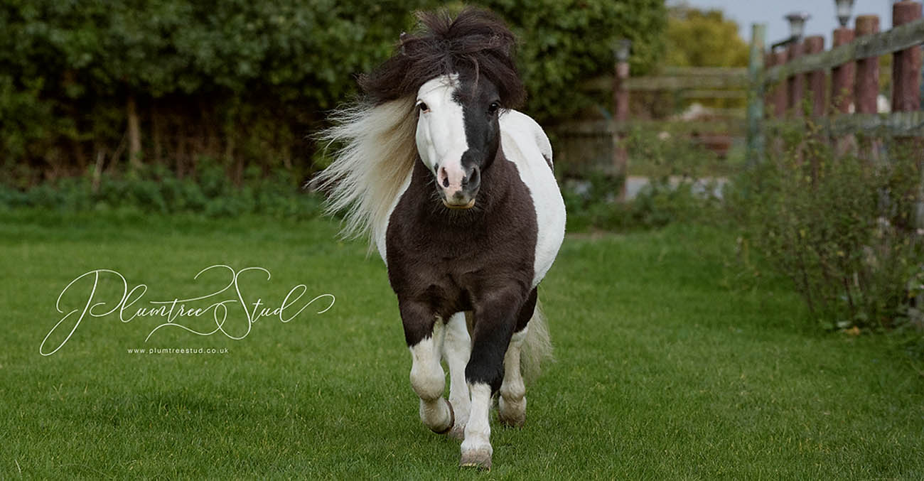 Plumtree Sparrow Hawk - Miniature Shetland Pony Stallion