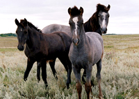 Spirit Horse Farm