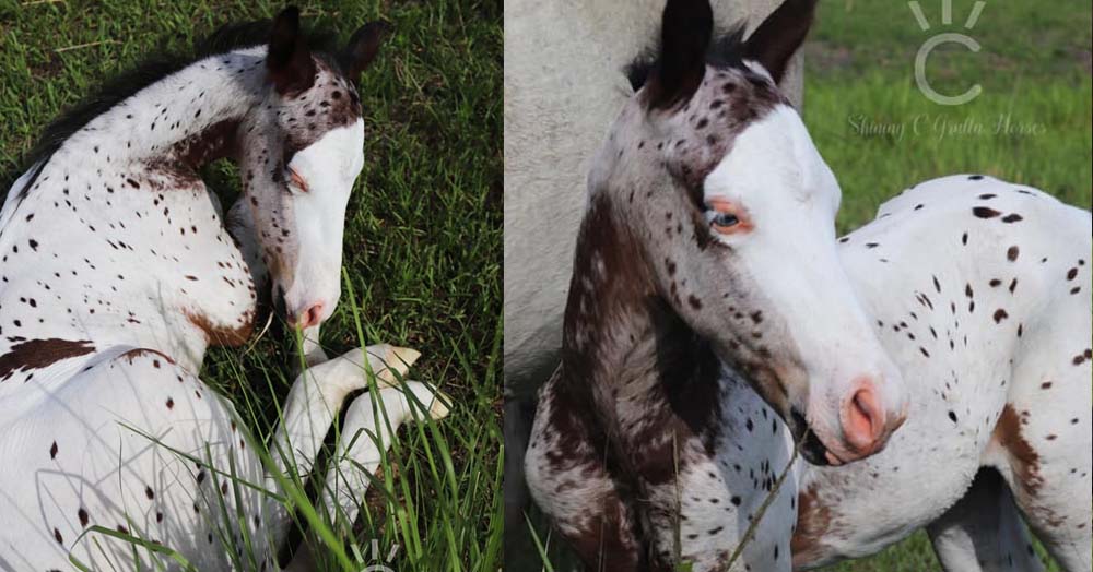 Blue Eyed, Splash White, Leopard Appaloosa Colt