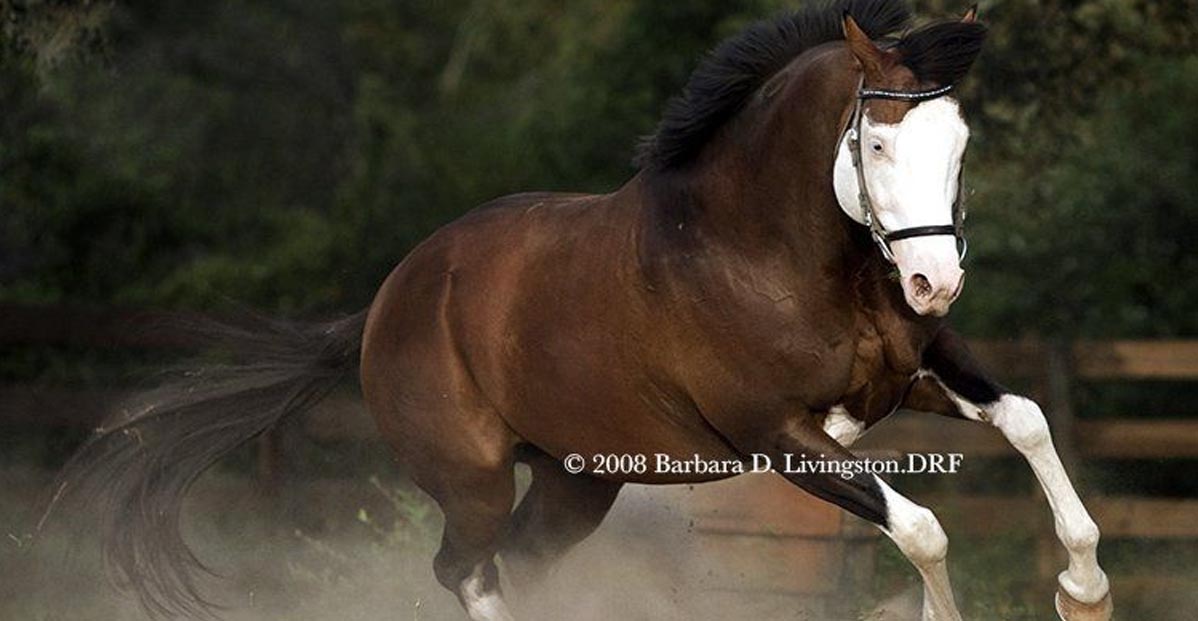 Reply - Splashed White Thoroughbred Stallion With Blue Eyes