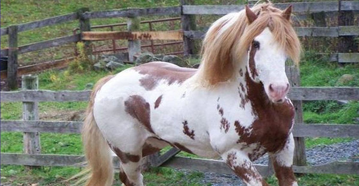 The Spotted Draft Horses Of North America