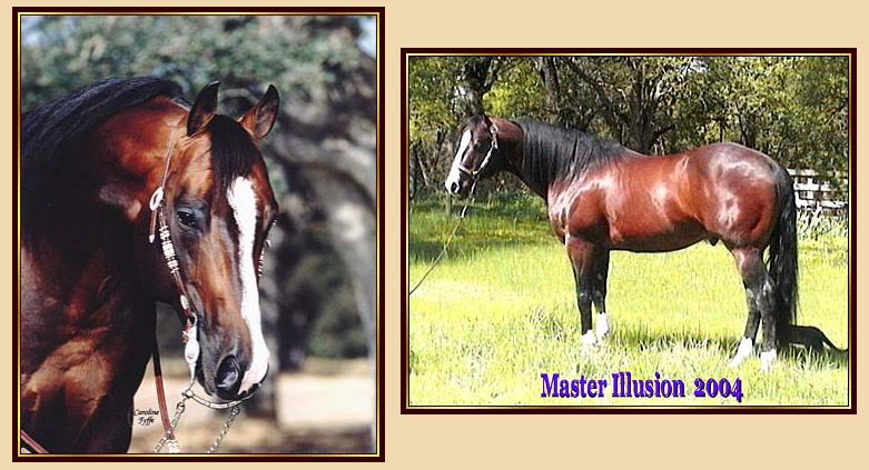 Spring Hill Ranches, California - Quarter Horses
