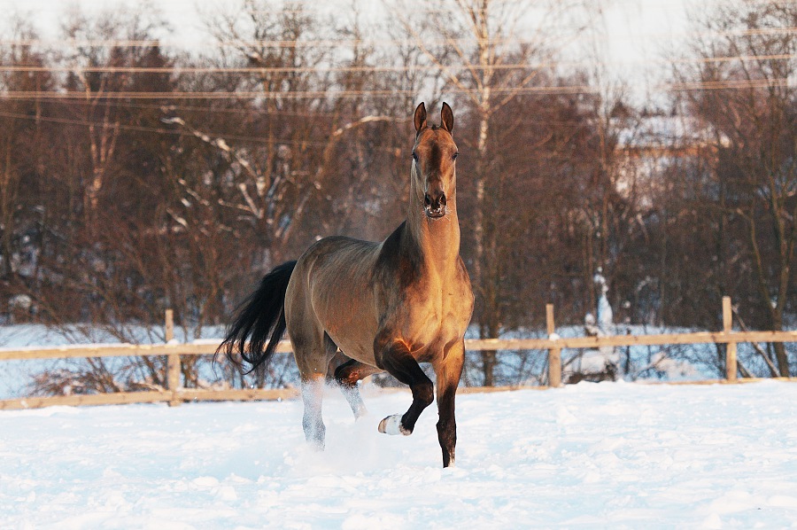 Stallion Dagat Geli - Akhal-Teke Turkmenistan Sale