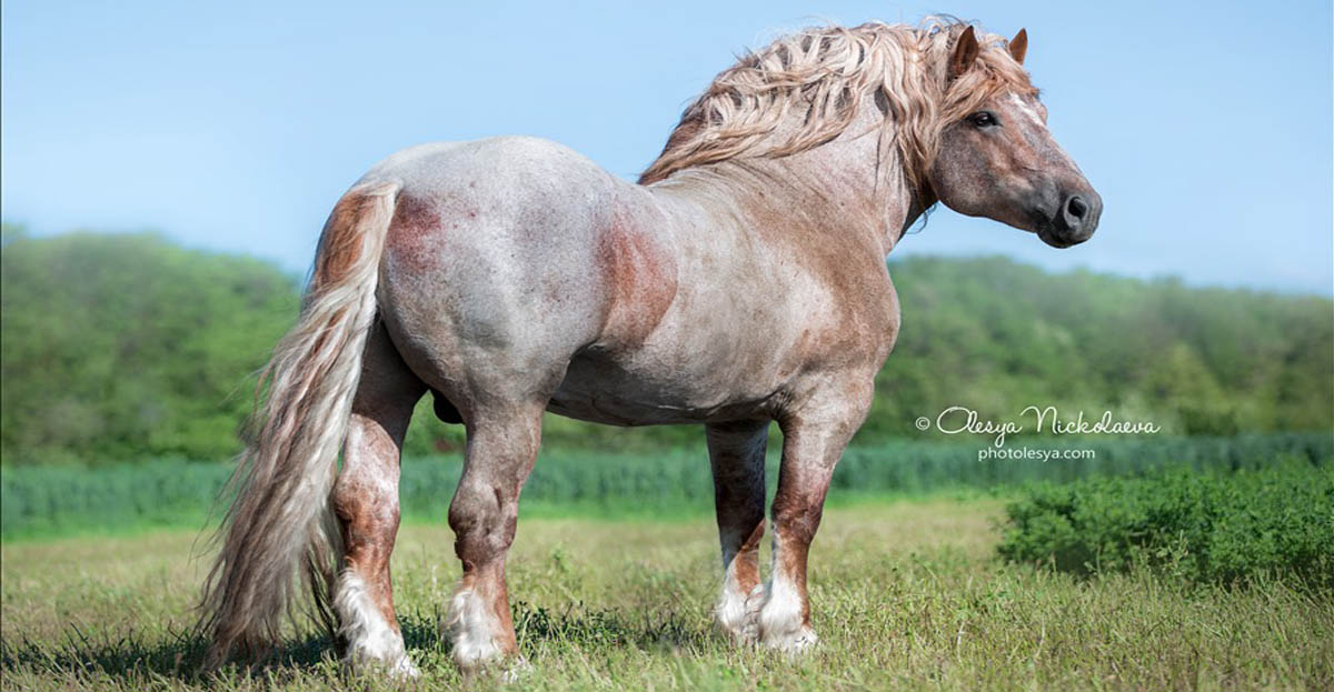 Stallion Dobrynya, Soviet Heavy Draft Horse