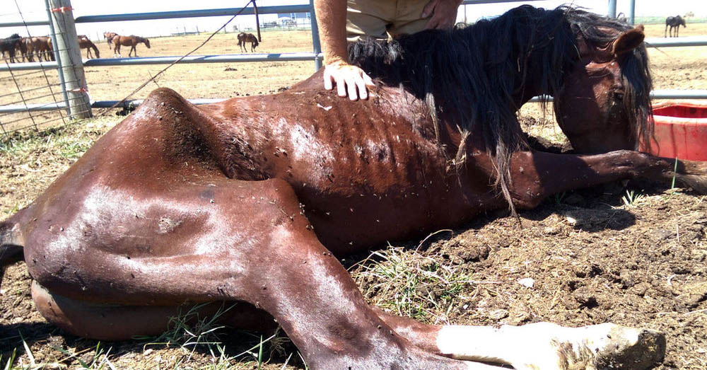 Renowned stallion among horses found seemingly starving