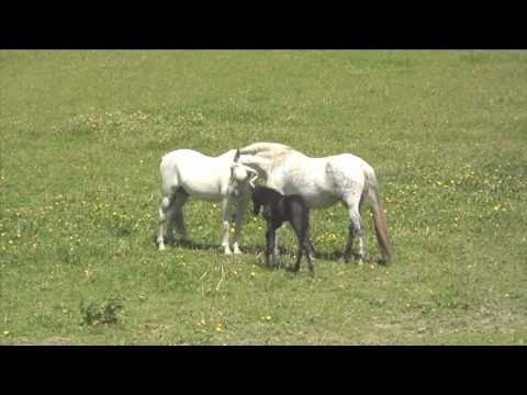 The Delightful Force Of Nature  Stallion Encounter With His Foal