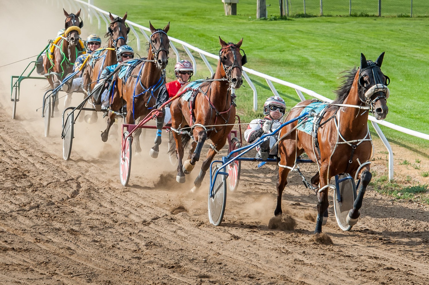 Standardbred