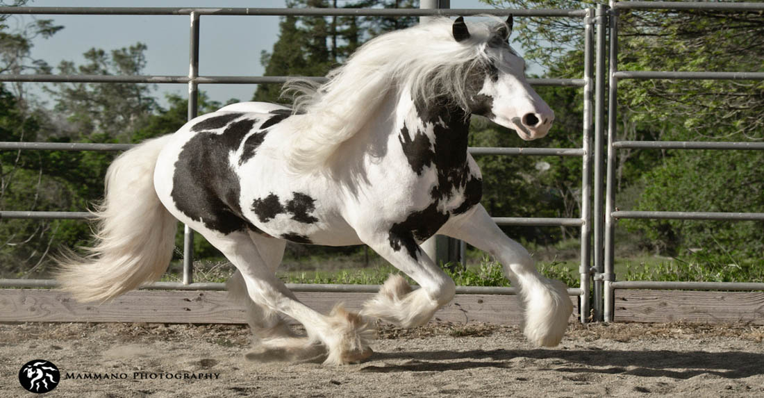 Starfire Atlas - Gypsy Vanner Stallion